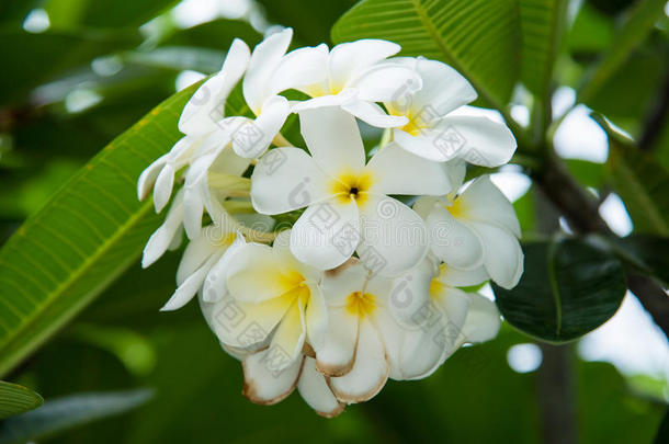 白色的梅花或鸡蛋花.甜的香味从白色的梅花flores花