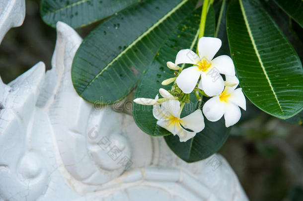 白色的<strong>梅花</strong>或鸡蛋花.甜的香味从白色的<strong>梅花</strong>flores花