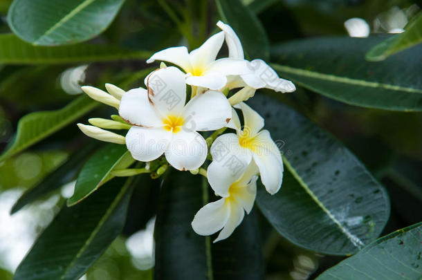 白色的梅花或鸡蛋花.甜的香味从白色的梅花flores花