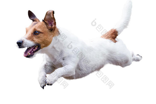 千斤顶拉塞尔英国工程师小猎狗狗跑步和用于跳跃的隔离的向白色的