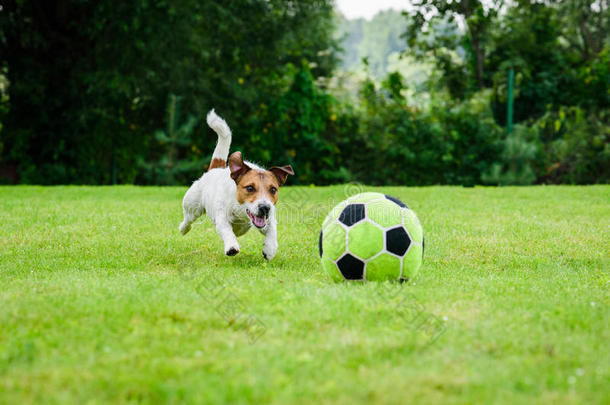 有趣的狗演奏和足球足球球同样地前进地演员