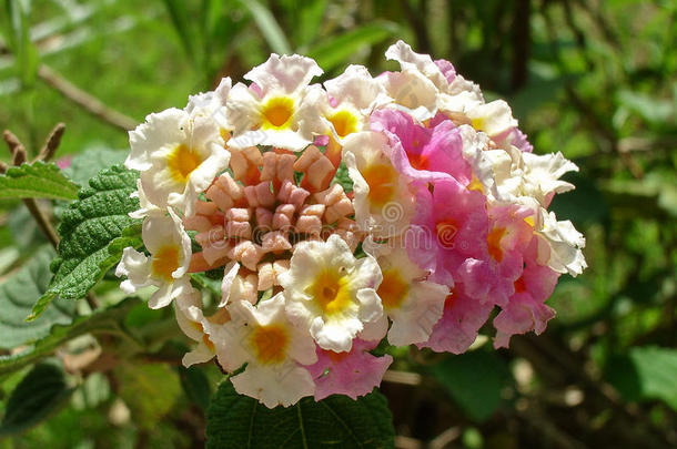 开花白色的-黄色的-粉红色的花关于报春花