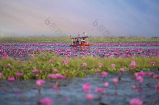 海关于粉红色的莲花,诺汉,将~a移到黑桃皇后处。,泰国,看不见的采用泰尔