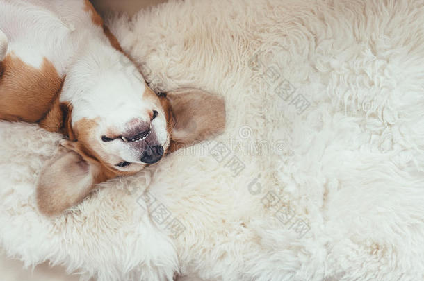 睡眠猎兔犬狗谎言向指已提到的人毛皮床罩向沙发