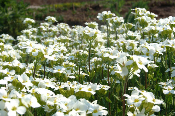 高加索人岩石水芹花或花园筷子芥,山岩石crescendo<strong>渐强</strong>