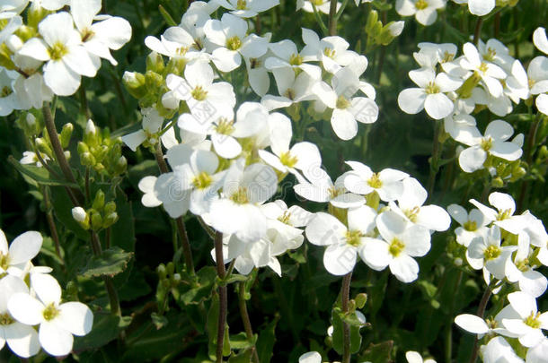 高加索人岩石水芹花或花园筷子芥,山岩石crescendo<strong>渐强</strong>