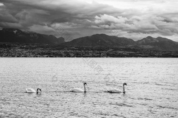 天鹅在爱人湖,瑞士,欧洲