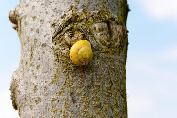 黄色的<strong>蜗牛</strong>向指已提到的人树