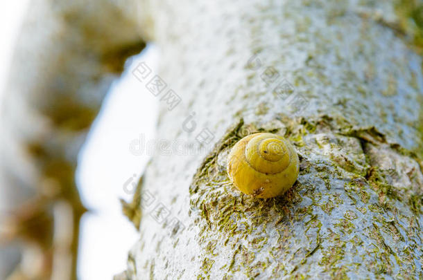 黄色的蜗牛向指已提到的人树
