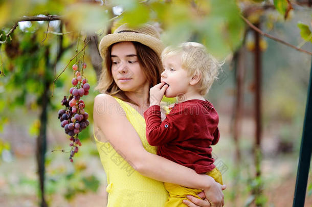 年幼的美丽的女孩和小的小孩采摘成熟的葡萄采用USSR苏联