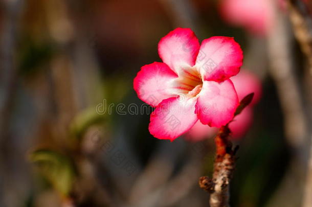 阿德尼姆·沙漠玫瑰,黑斑羚百合花,粉红色的紫葳属的植物,愚弄杜鹃花,demand需要