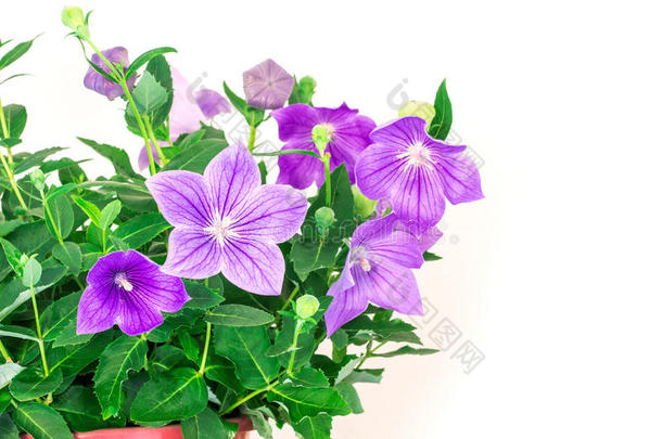 紫色的气球花或<strong>桔梗</strong>属grandifl或us花