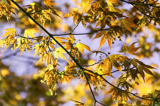 黄色的树叶和质地背景