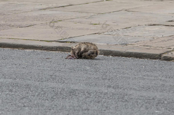 刺猬说谎死去的向路