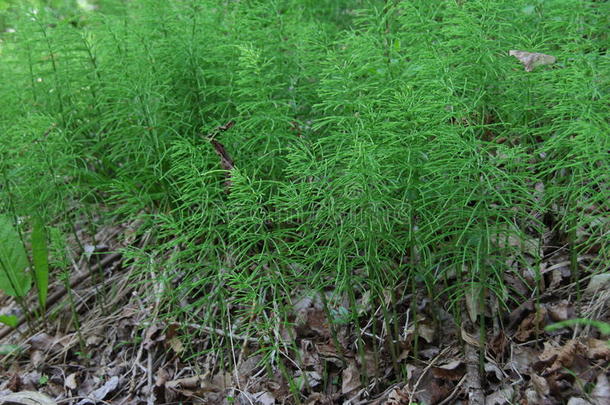 田马尾植物