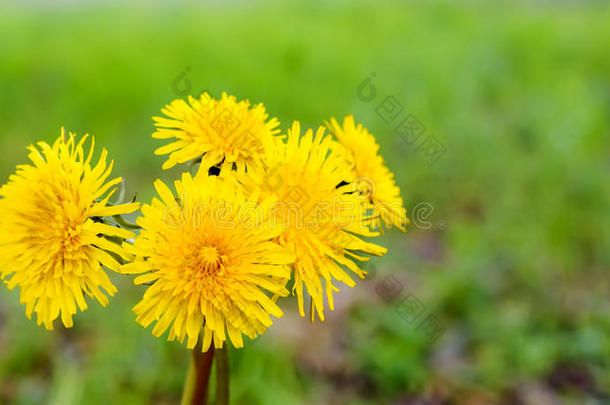 蒲公英黄色的花花束采用阳光,自然的spr采用g异己酮中提取的丙酮