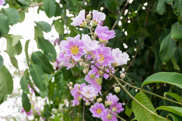 紫薇属花束月季或ThaiAirwaysInternational泰航国际黑绉绸桃金娘科植物,树和紫色的