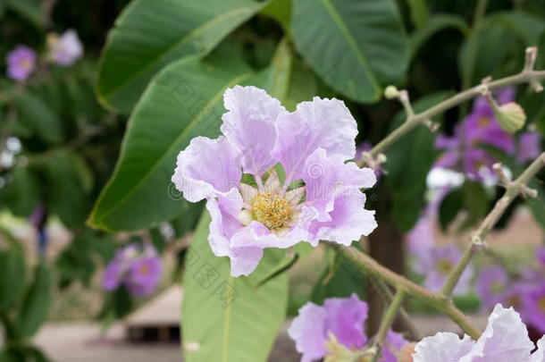 紫薇属花束月季或ThaiAirwaysInternational泰航国际黑绉绸桃金娘科植物,树和紫色的