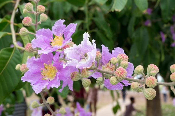 紫薇属花束<strong>月季</strong>或ThaiAirwaysInternational泰航国际黑绉绸桃金娘科植物,树和紫色的