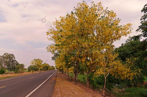 桂皮树或金色的阵雨树