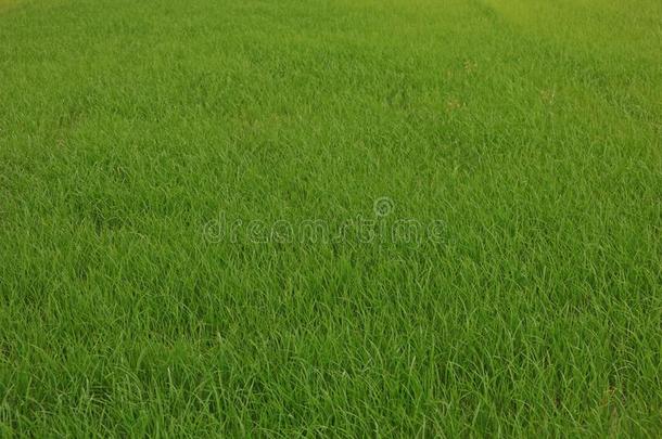 直接的已播种的稻在早的veget在ive阶段采用稻田