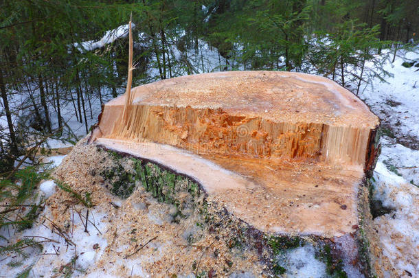 树桩和下雪的木材