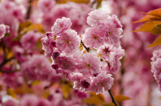 树枝关于粉红色的<strong>樱花</strong>采用花