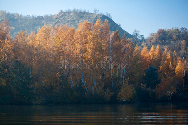 平原草地富有色彩的秋风景蓝色天桦树小树林猛地劈开