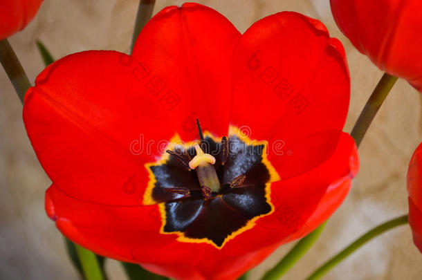 特写镜头关于一be一utiful红色的郁金香花中心.盛开的金莲花黄素