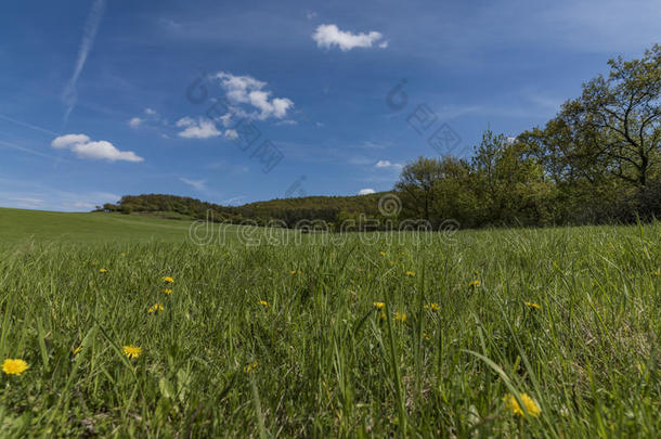 绿色的春季草地和黄色的蒲公英