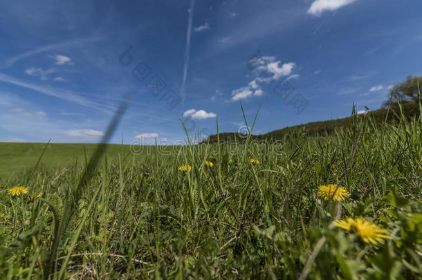绿色的春季草地和黄色的蒲公英