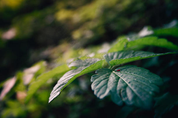 大气的特写镜头关于野生的生长的植物和一sm一ll红色的刻