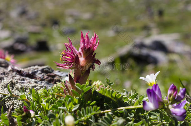 阿尔卑斯山的花长生花花生四烯,编织,从背后照亮的射手,