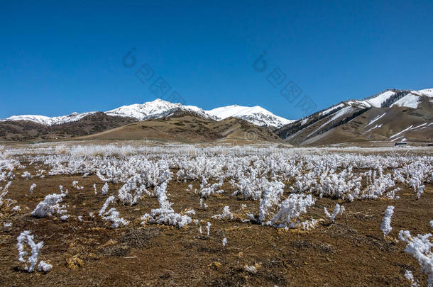 指已提到的人雪山关于天山