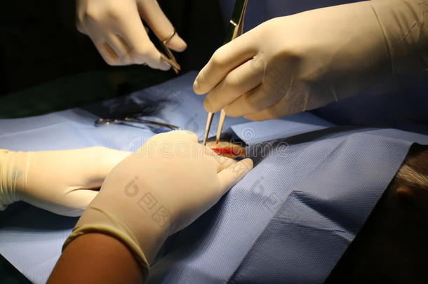 兽医的外科学-卵巢切除术在旁边狗