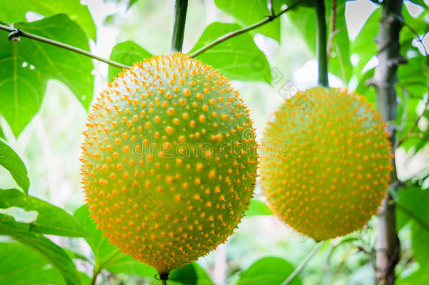 婴儿木菠萝,长满刺的苦的葫芦,