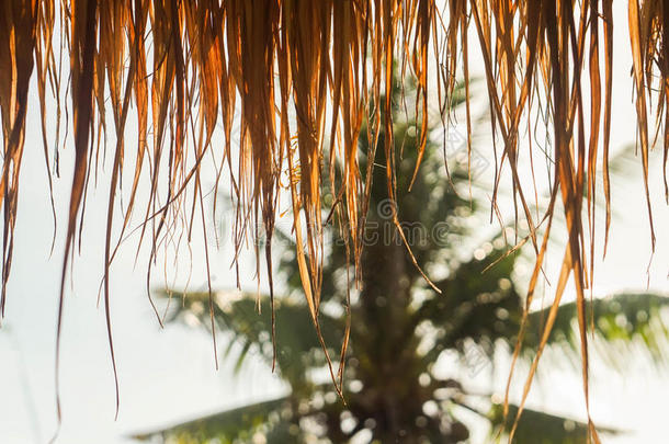 干燥的尼巴椰子树叶屋顶和椰子树背景幕布