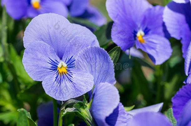 紫色的<strong>中提琴</strong>三色旗春季花植物采用指已提到的人公园