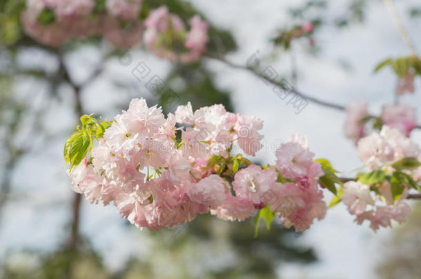樱花樱桃花树黑色亮漆树枝富有色彩的