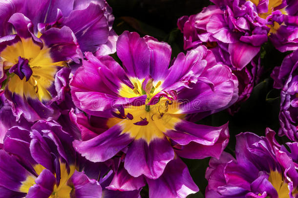 紫色的黄色的认为考夫曼纳百合花郁金香荷兰荷兰