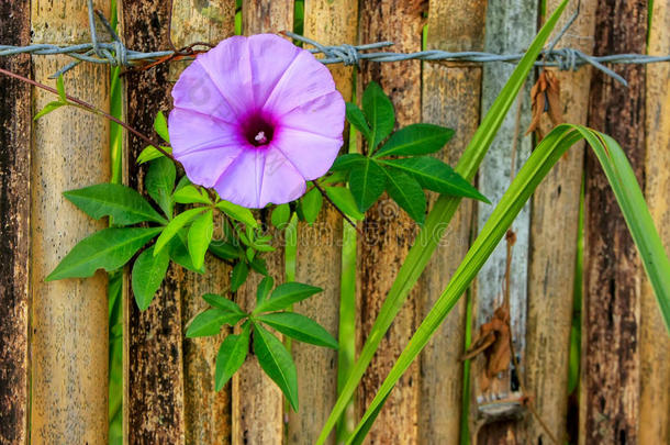 紫色的早晨<strong>光荣</strong>常春藤植物