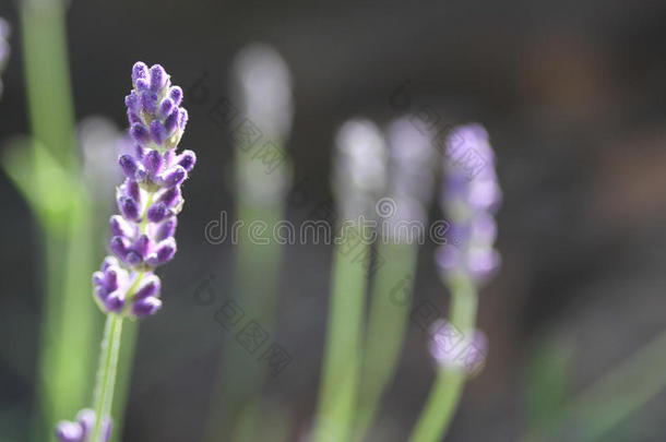 薰衣草花和植物,草本植物生长的采用指已提到的人<strong>花园</strong>