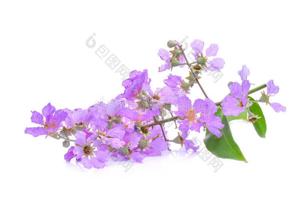 紫色的花紫薇属花束月季隔离的向白色的