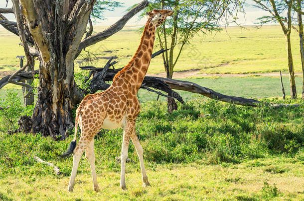 乌干达人长颈鹿吃草采用无树大草原