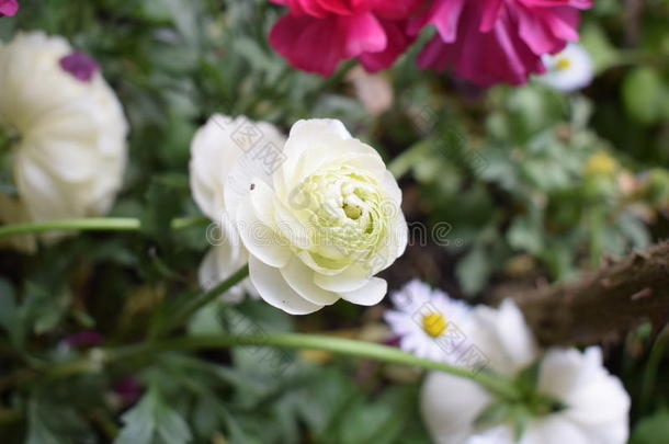 完美的白色的玫瑰美好