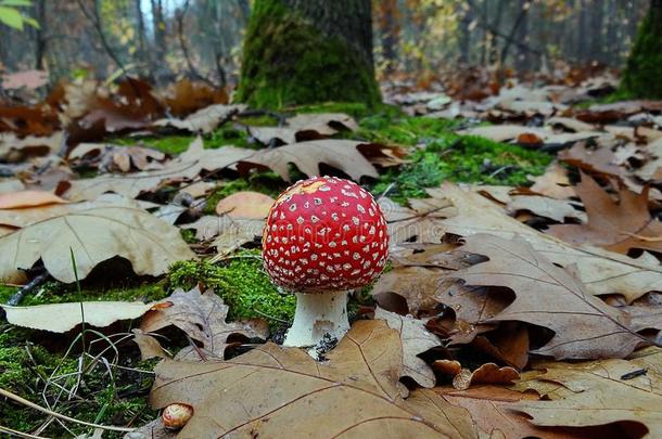 红色的飞蘑菇<strong>木耳</strong>经过绿色的苔藓和<strong>干</strong>的<strong>干</strong>燥的树叶