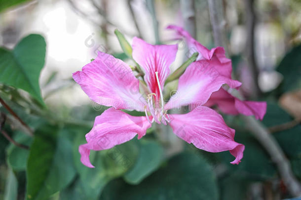 粉红色的<strong>羊蹄</strong>甲属植物紫癜花.