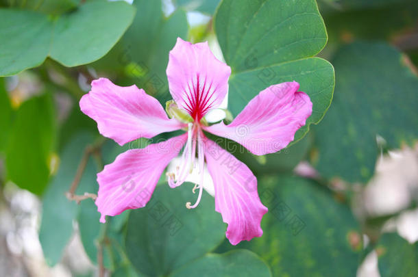 粉红色的羊蹄甲属植物紫癜花.