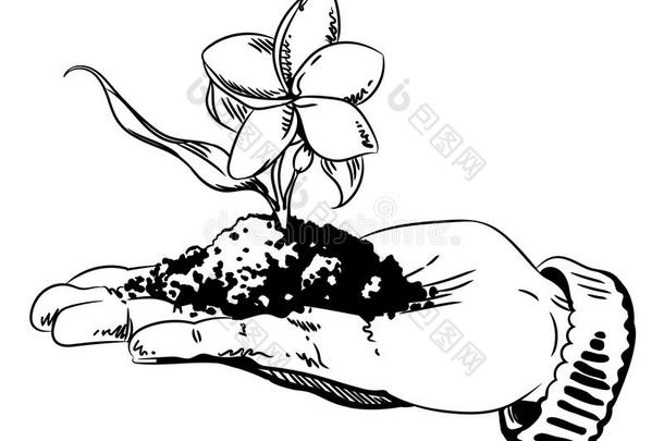 漫画影像关于花生长的采用手掌关于手