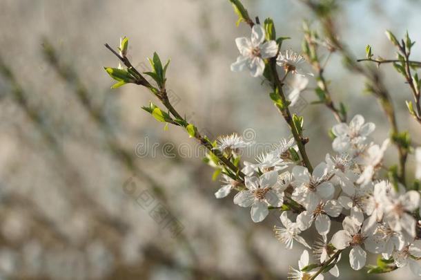 开花苹果树6